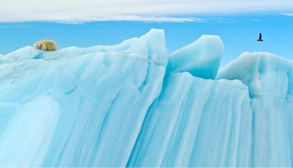 Polar bear on iceberg